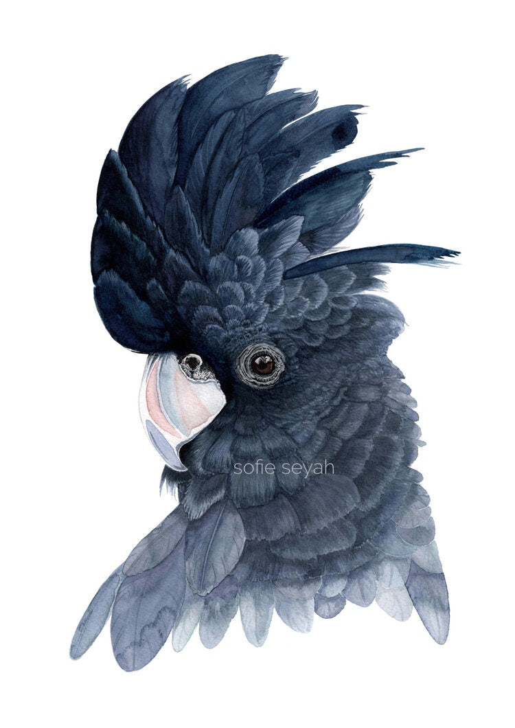 Sofie Seyah A3 Watercolour Black Cockatoo